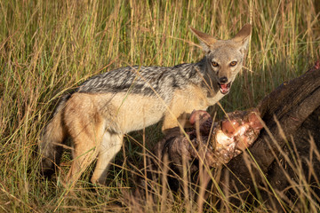 Black-backed jackal stands with carcase eyeing camera