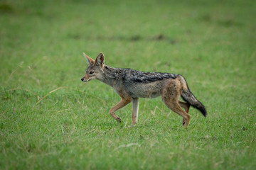 Black-backed jackal trotting over grass in shade