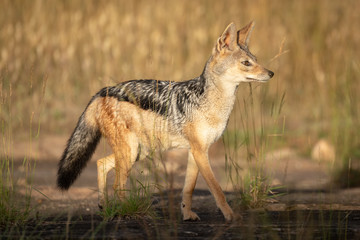 Black-backed jackal walks through grass in sunshine