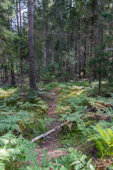 Deep Green and Lush Forest in Latvia on a Summer Day