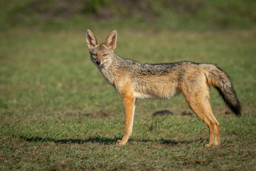 Black-baked jackal stands on grass facing camera