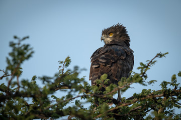 Black-chested snake-eagle perches in leafy tree top
