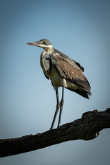 Black-headed heron stands on branch in sunshine