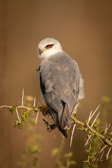 Black-shouldered kite looks down from thorny branch