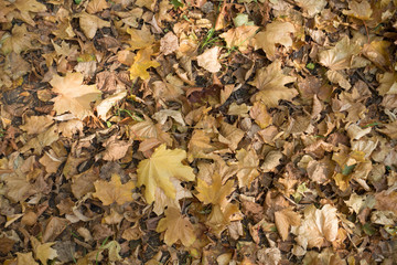 Brown fallen leaves of maple from above