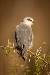 Black-shouldered kite perched in thorns with catchlight