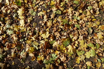 Colorful fallen leaves of maple from above in October