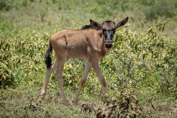 Naklejka na ściany i meble Blue wildebeest calf walks past eyeing camera
