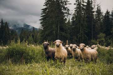Sheeps group and lambs on a meadow with green grass