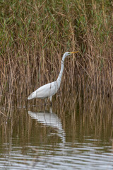 Fototapeta premium Great White Egret in Wetlands in Latvia on a Sunny Day