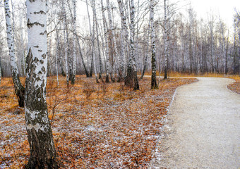 Footpath in the autumn forest. Beautiful autumn birch forest. Leafless trees, leaves have fallen. Late fall. The first snow in the autumn forest. Winter is coming soon.