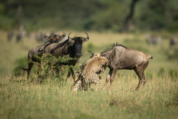 Blue wildebeest watch two cheetah attack another © Nick Dale