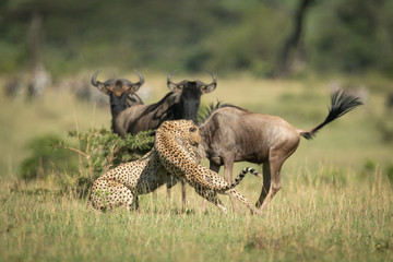 Fototapeta na wymiar Blue wildebeest watch two cheetah catch another