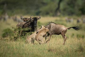 Blue wildebeest watch two cheetah attacking another