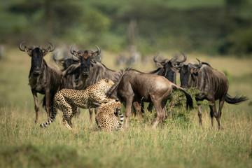 Obraz na płótnie Canvas Blue wildebeest watch two cheetah throttle another