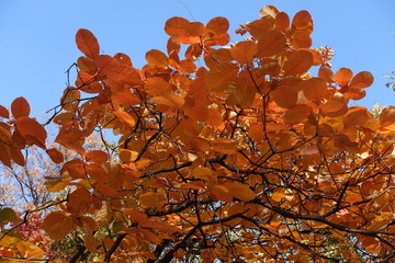 Reddish orange autumnal foliage of smoke tree against blue sky