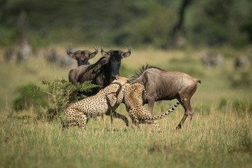 Obraz na płótnie Canvas Blue wildebeest watching two cheetah attack another