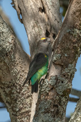 Brown parrot pecks at lichen-covered tree trunk