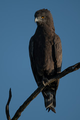Brown snake-eagle on dead branch against sky