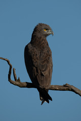Brown snake-eagle on dead tree turning head