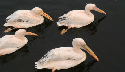 The great white pelican Pelecanus Onocrotalus also known as the eastern white pelican, rosy pelican or white pelican,Big birds, birds drinking water