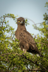 Brown snake-eagle on leafy branch eyeing camera