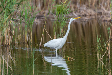 Great White Egret in Wetlands in Latvia on a Sunny Day