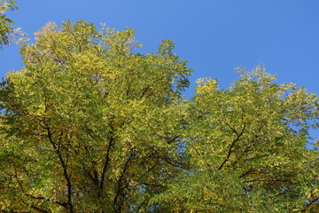 Fototapeta premium Crown of Sophora japonica against blue sky in October