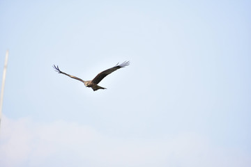 Nature and Wildlife