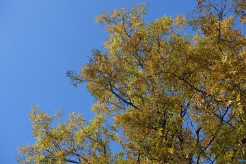Yellow autumnal foliage of Sophora japonica against blue sky