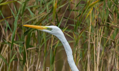 Great White Egret in Wetlands in Latvia on a Sunny Day