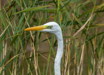 Great White Egret in Wetlands in Latvia on a Sunny Day