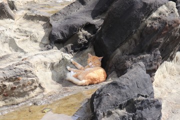 居眠りしている猫のイメージ