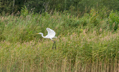 Great White Egret in Wetlands in Latvia on a Sunny Day