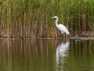 Great White Egret in Wetlands in Latvia on a Sunny Day