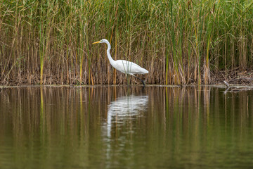 Great White Egret in Wetlands in Latvia on a Sunny Day