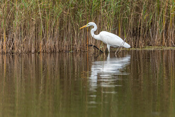 Great White Egret in Wetlands in Latvia on a Sunny Day