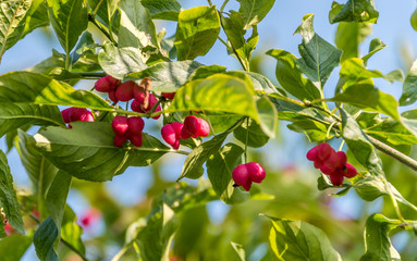 Bright Pink Berries growing in a Garden in Northern Europe