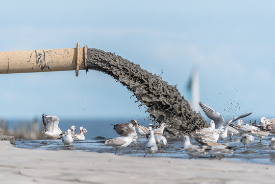 Sludge Pollution Pouring into the Baltic Sea and Seagulls