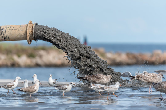 Sludge Pollution Pouring into the Baltic Sea and Seagulls