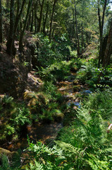 Peaceful river waters in the forests of Carvalhais. Sao Pedro do Sul, Portugal