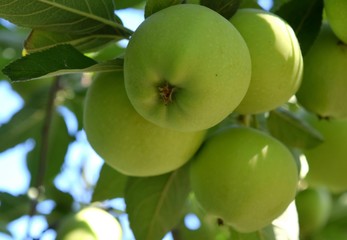 green apples on tree