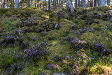 Forest and Wild Plants at a Baltic Sea Beach on a Clear and Sunny Day