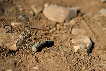Corroded gun sleeve in desert
