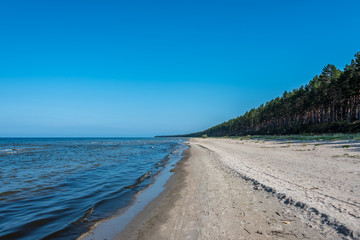 Forest at a Baltic Sea Beach on a Clear and Sunny Day