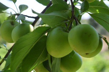 green olives on tree