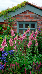 Fototapeta na wymiar Small garden brick shed with a planted Sedum roof and a boder pink Foxgloves Digitalis