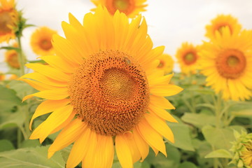 Fototapeta premium sunflower