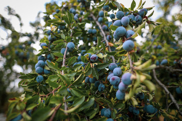 Ripe plums on trees in an orchard during a sunny autumn day