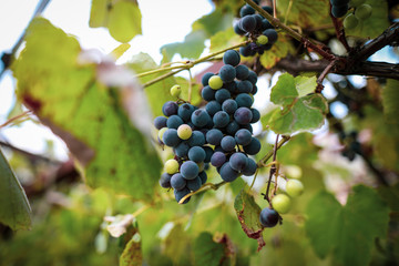 Black grapes in the vineyard during an early autumn day